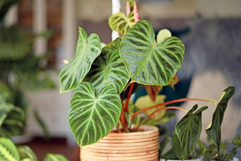 Topical Philodendron Verrucosum houseplant in a pot.