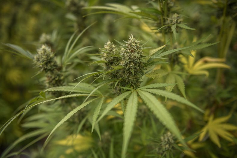 Cannabis
