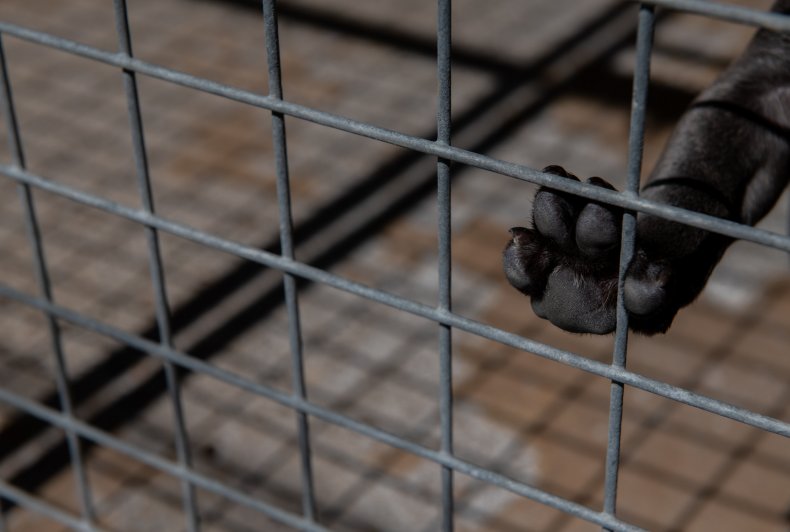 A puppy paw pressed on a cage