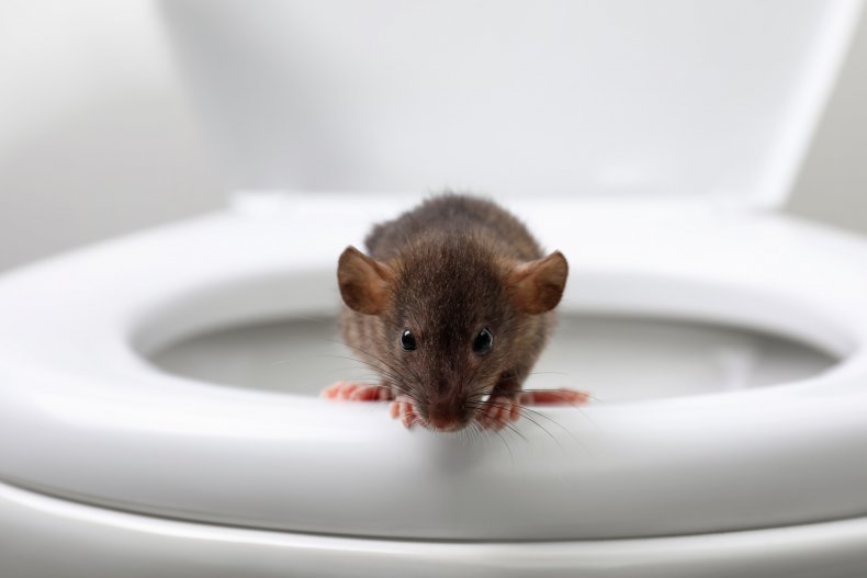 Rat in Toilet Video TikTok New York