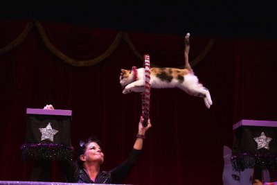 The Performing Cats that Samantha Martin trains 