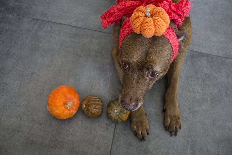  Labrador dog wearing pumpkin hat.