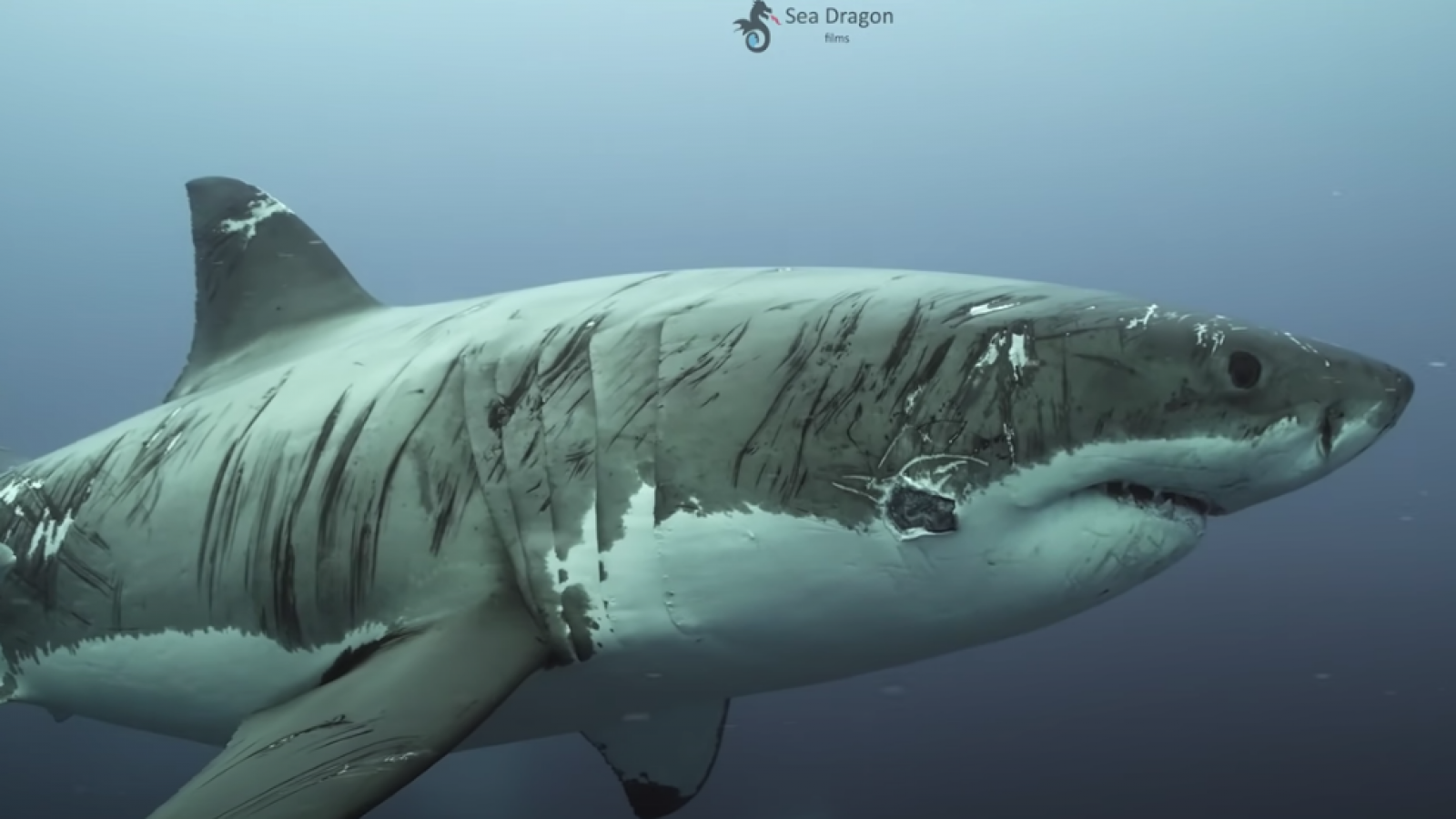 Incredible Video of Scar-covered Great White Shark Goes Viral