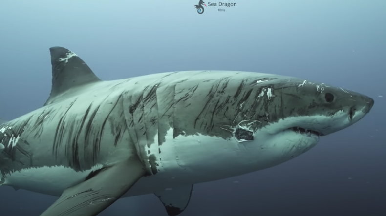 great white shark scars