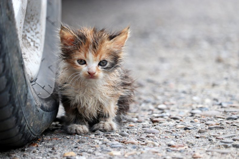 abandoned kitten