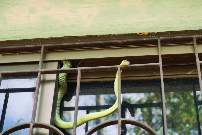 A snake on a gate. 