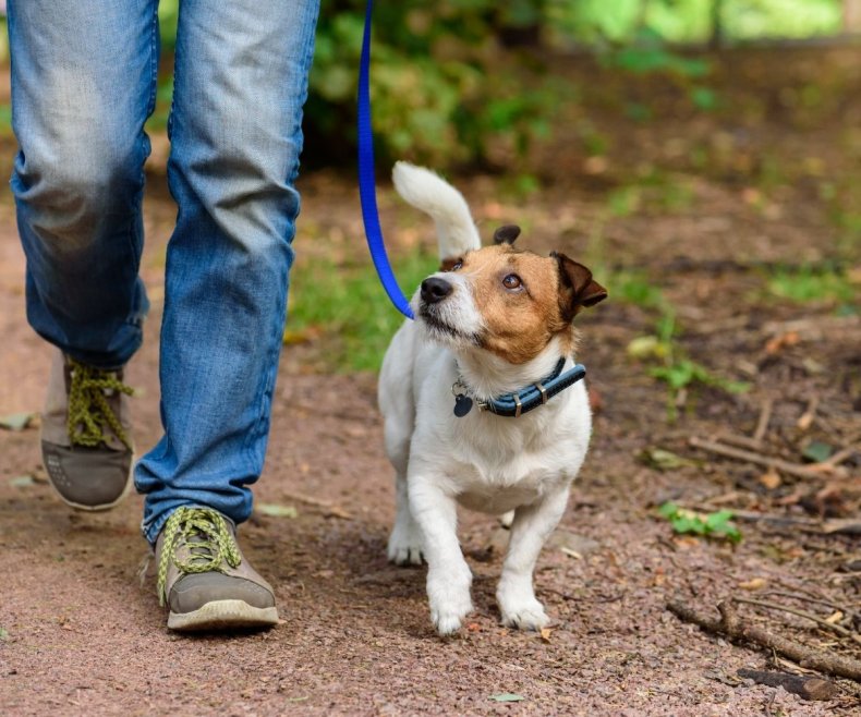 Stock image of dog with owner