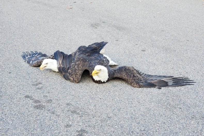Two fighting bald eagles
