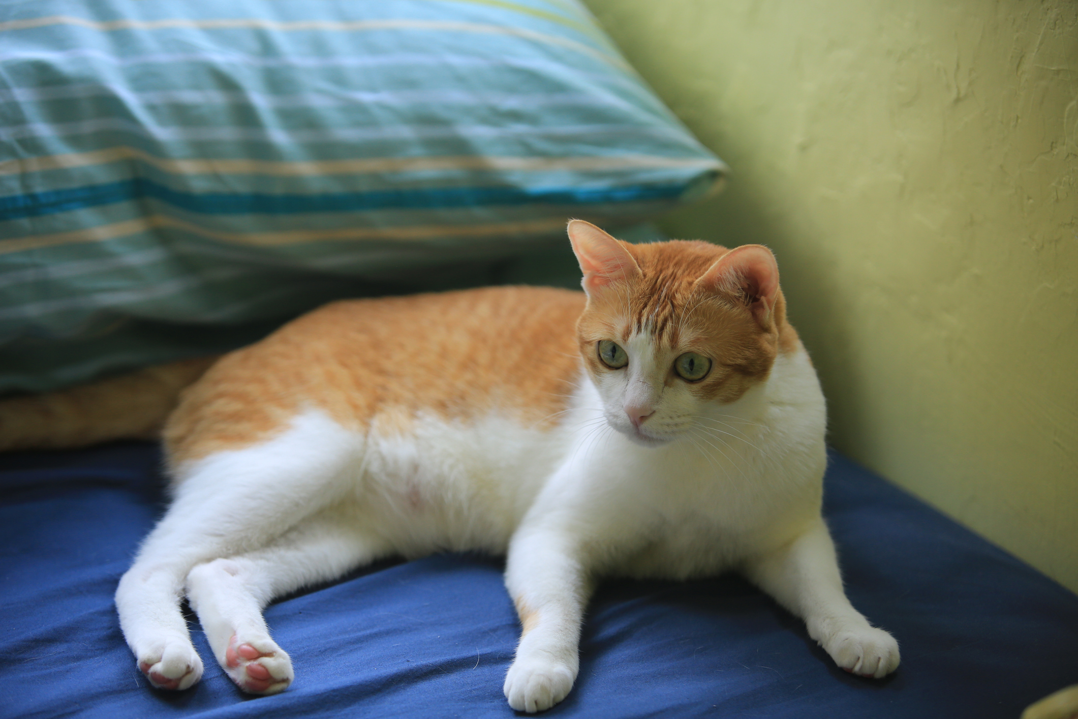 Paraplegic Cat Defies Handicap to Dash Across Carpet in Delightful Video