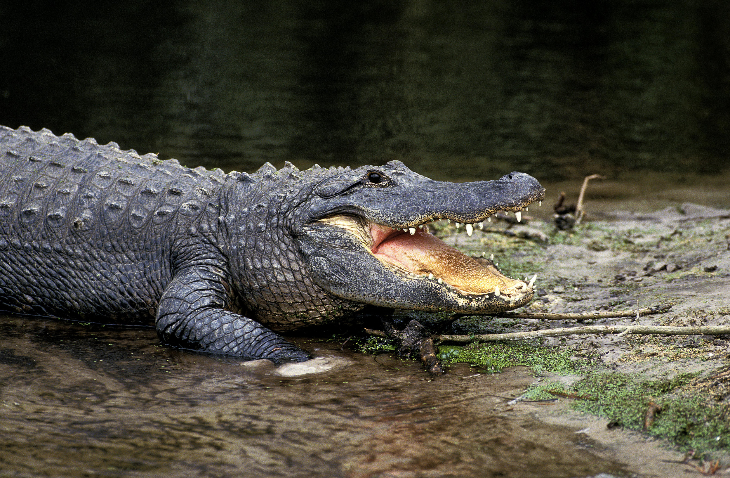 Massive 10 Foot Long Alligator Rescued From Drainage Ditch in Texas