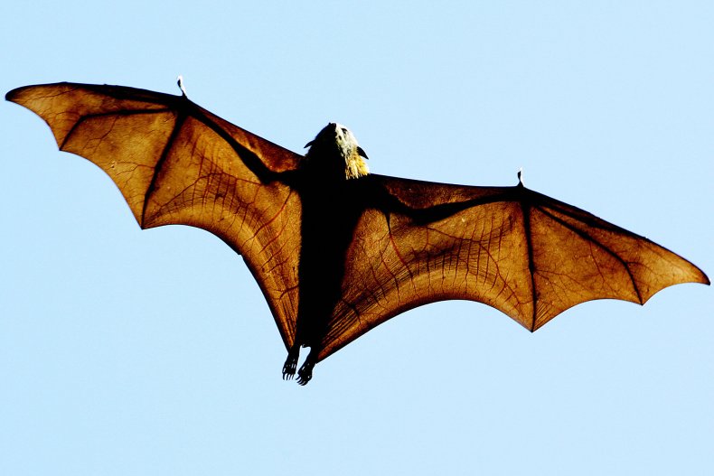 Bat