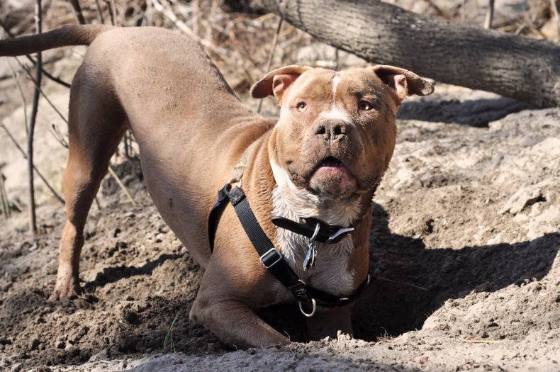 An American bully dog.