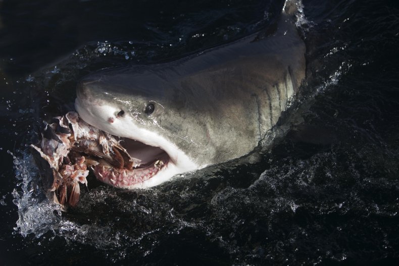 A great white shark feeding
