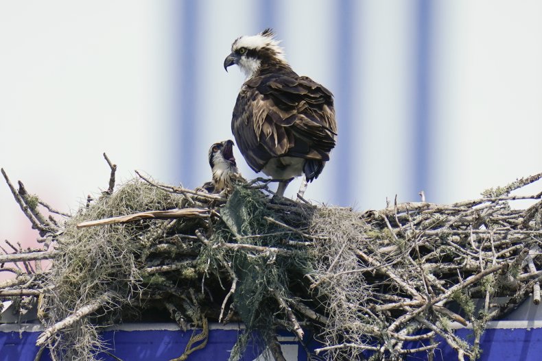 Osprey