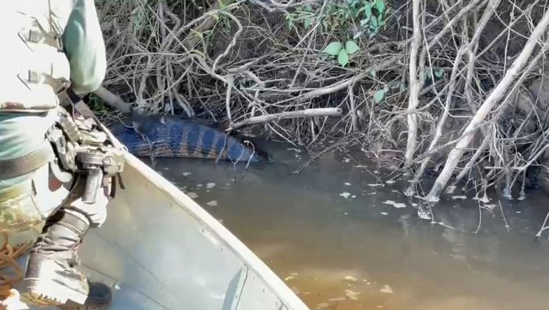 16.5-foot anaconda
