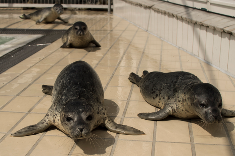 Young harbor seal pups