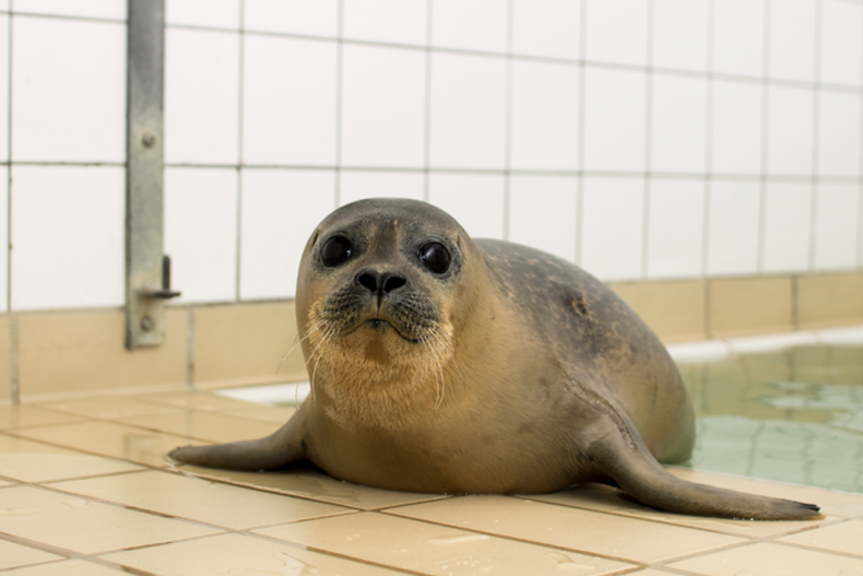 Harbor Seal