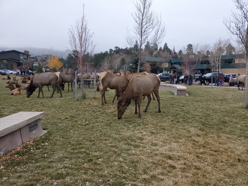 Elk Grazing Estes Park 