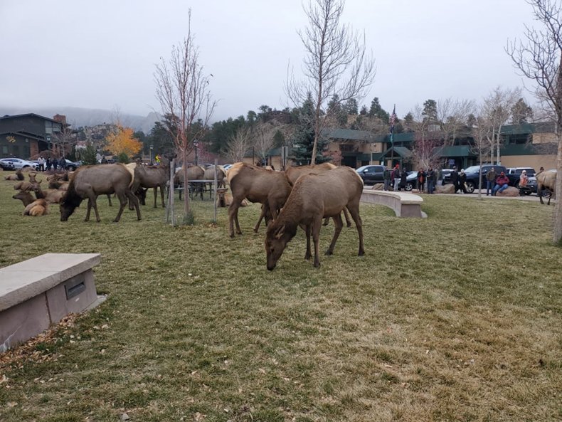 Elk Grazing Estes Park