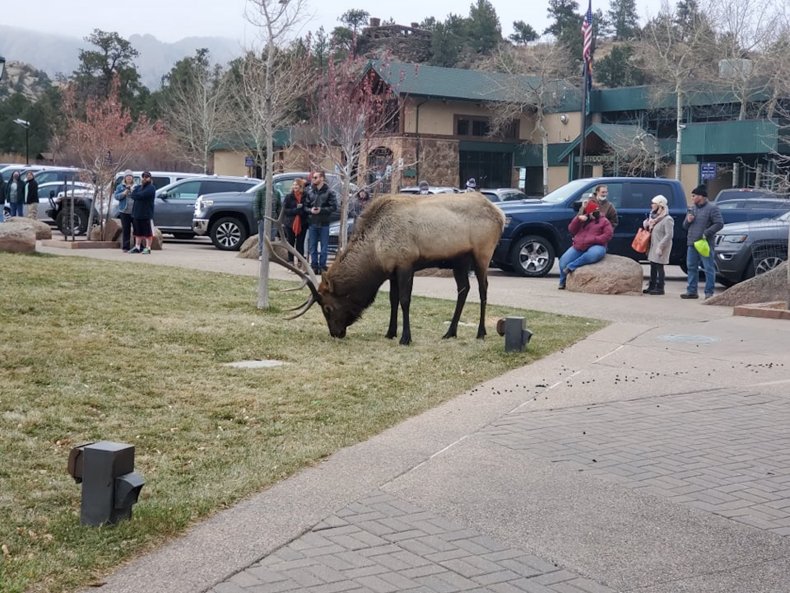 Elk Grazing Estes Park 