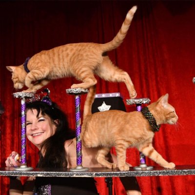 The Performing Cats Samantha Martin Trains 
