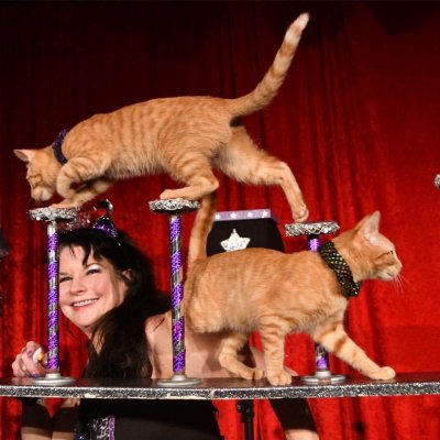 The Performing Cats Samantha Martin Trains The Performing Cats Samantha Martin Trains