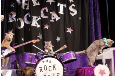 The Rock Cats 