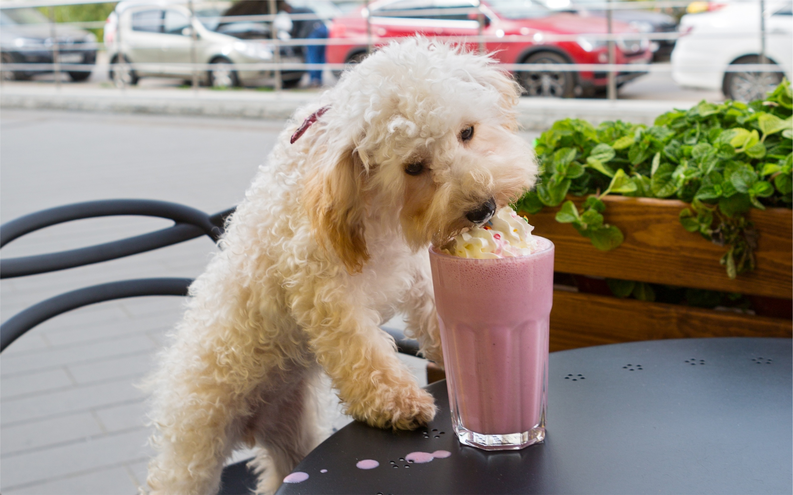 Hilarious Video of Dogs Trying and Failing to Eat Whipped Cream