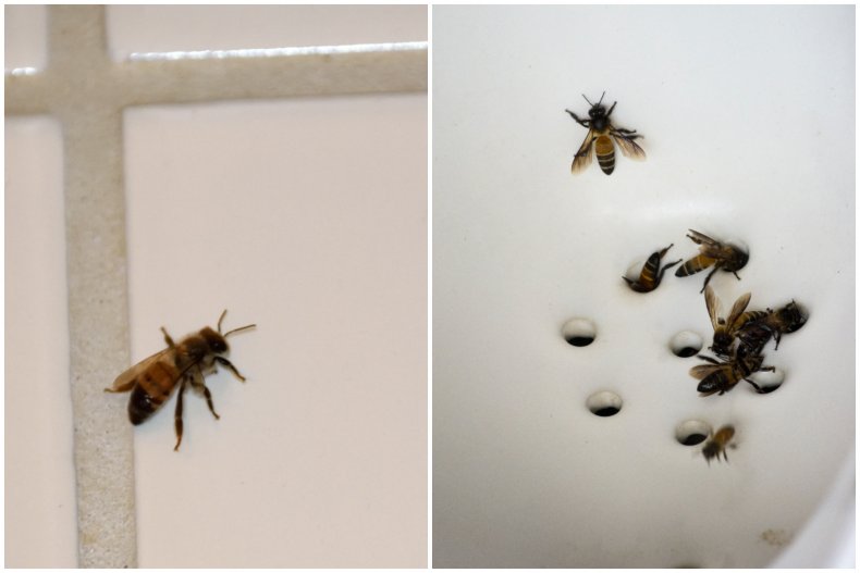 File photos of honeybees. 
