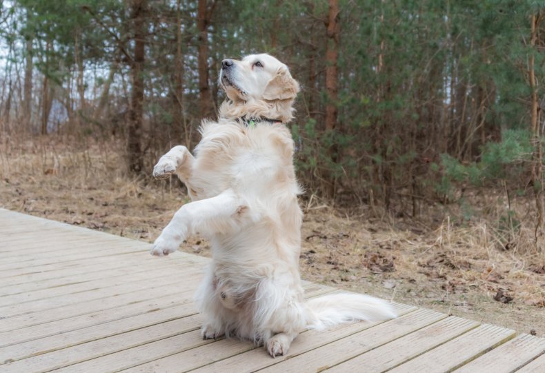 A dog stood on his hind legs.