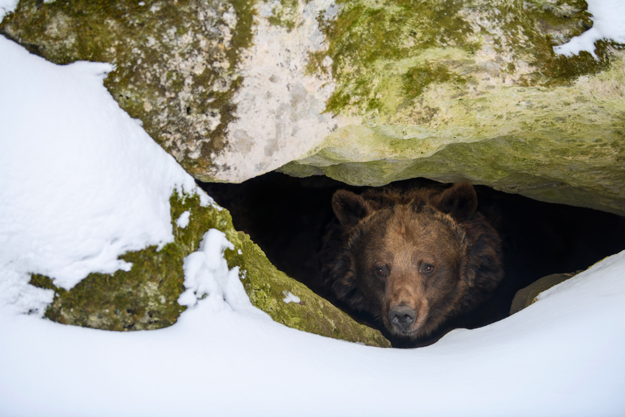 Brown Bear Hibernating