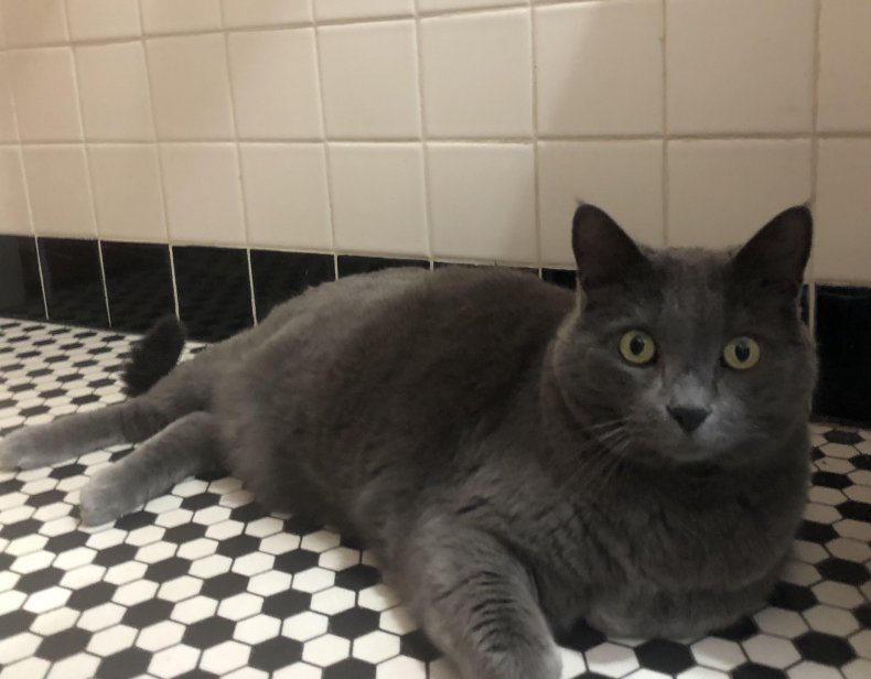 Berkeley the Cat