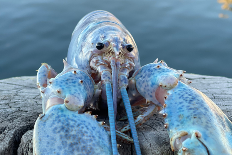 A rare cotton candy lobster