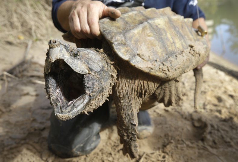 Alligator Snapping Turtle Mouth