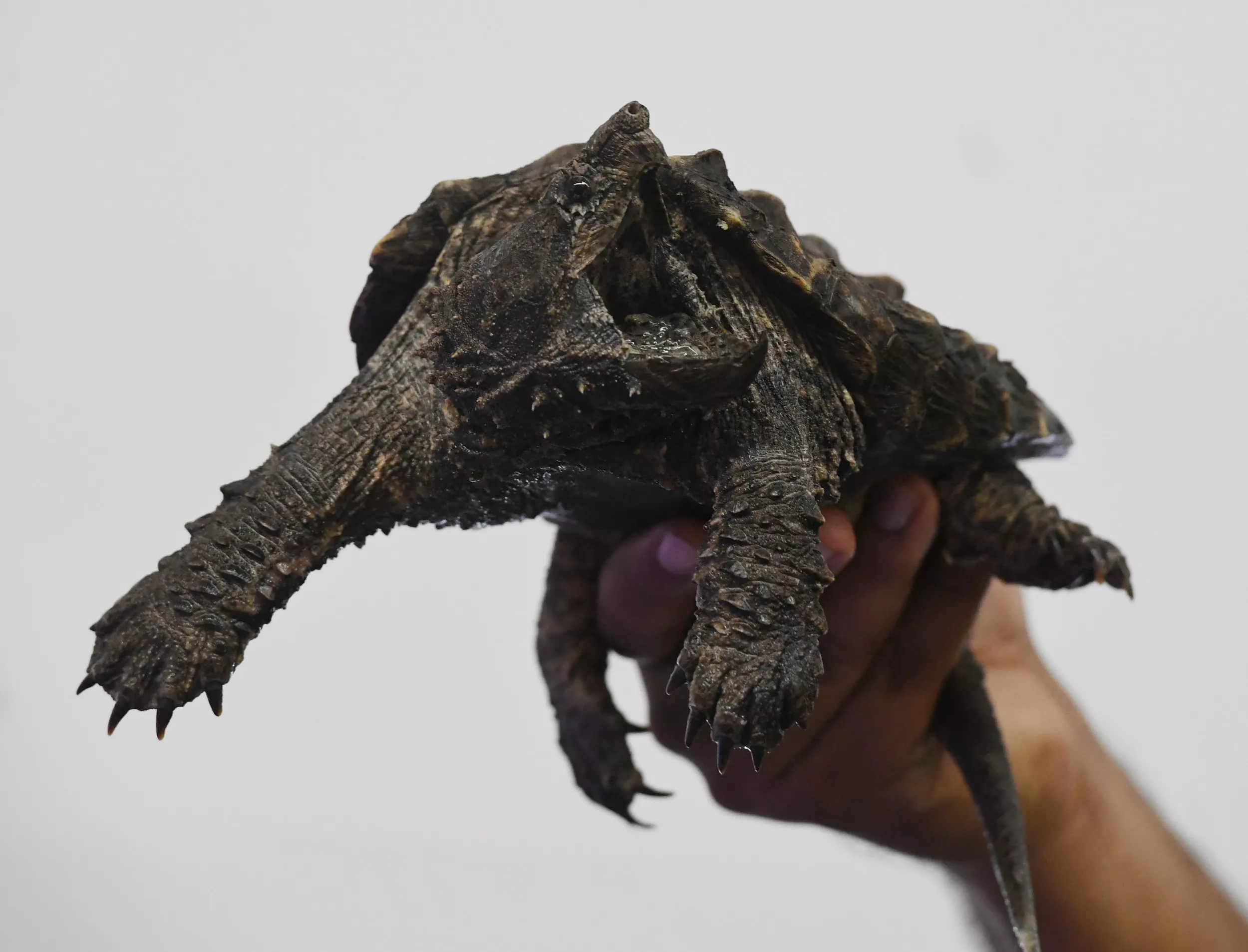 Alligator Snapping Turtle Predators