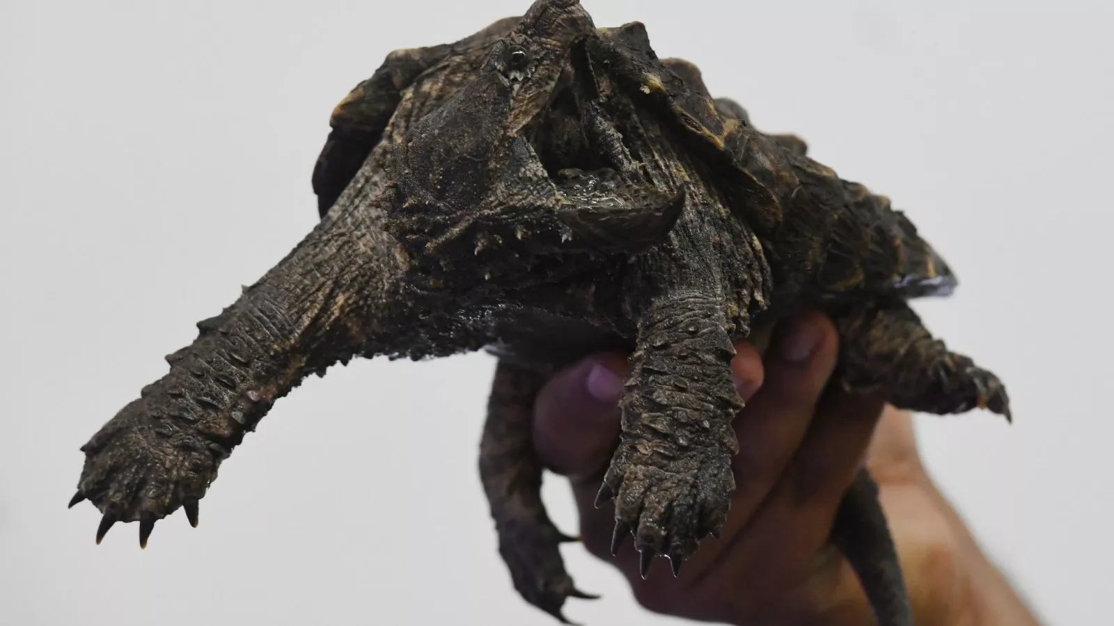 Alligator Snapping Turtle Predators