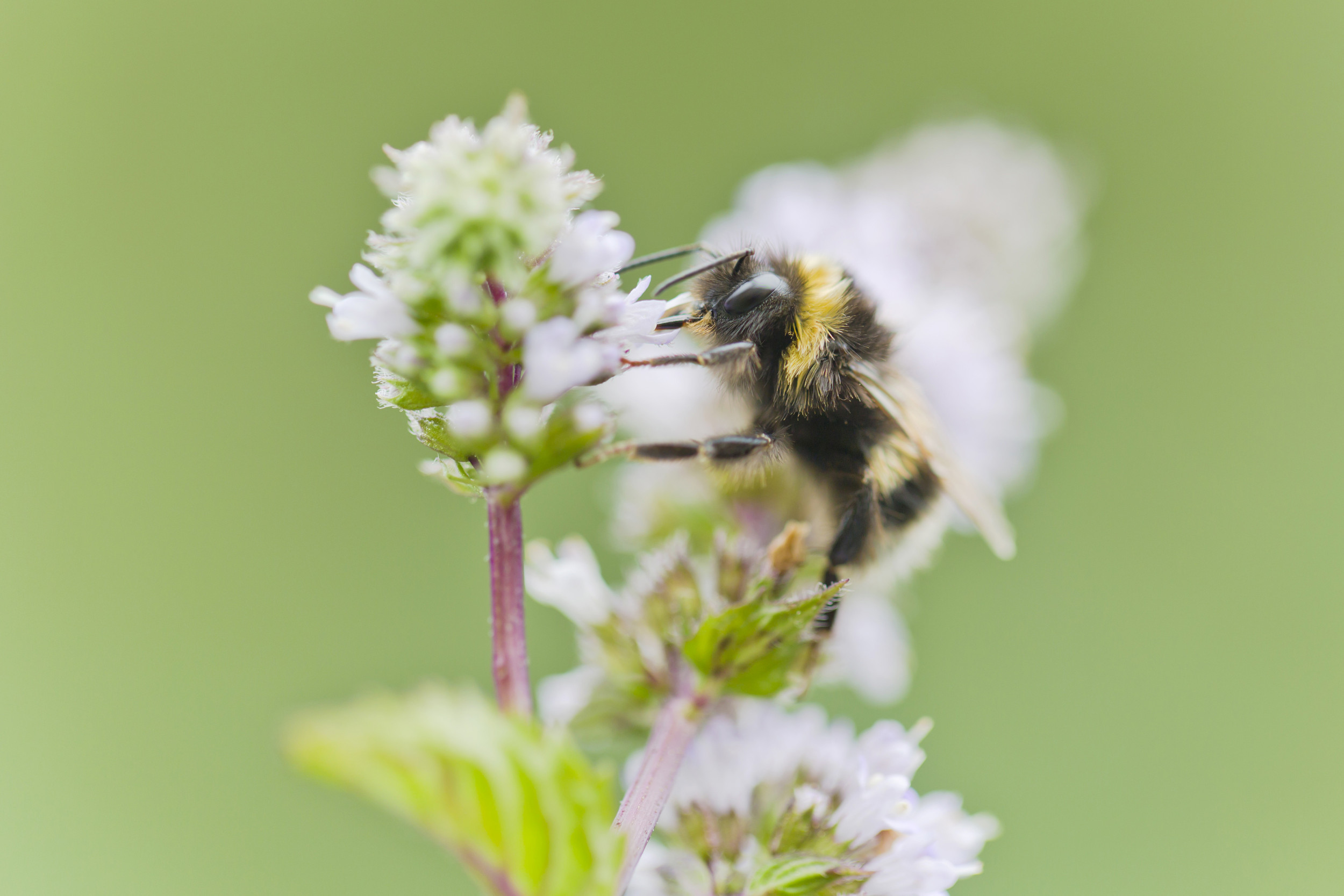 Bumblebee Flower 