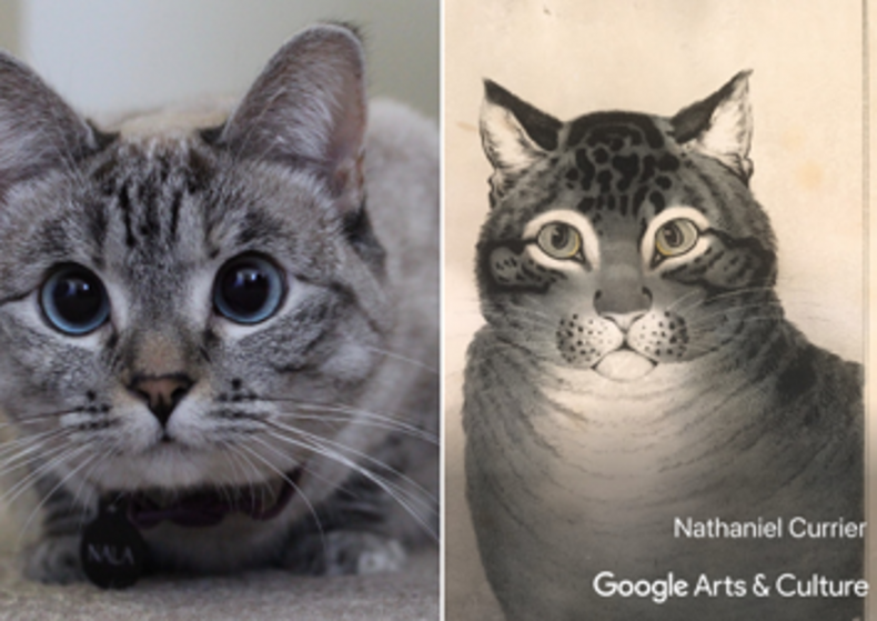 google pet portrait