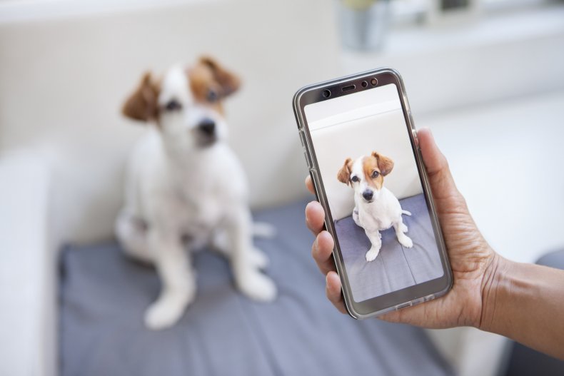 Pet owner takes photo of dog