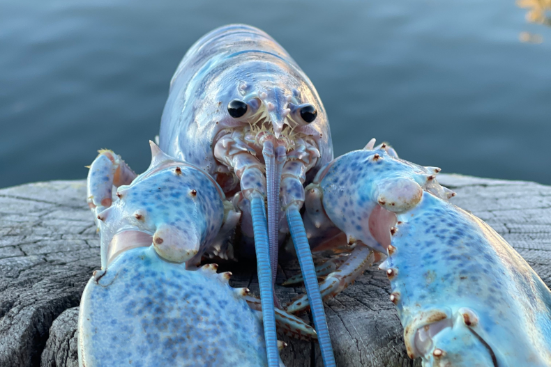 Rare Cotton Candy Lobster Found Off Maine In 1 In 100 Million Catch