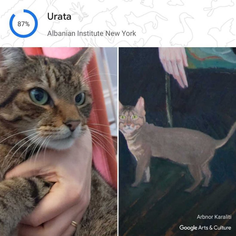 Pet Portraits