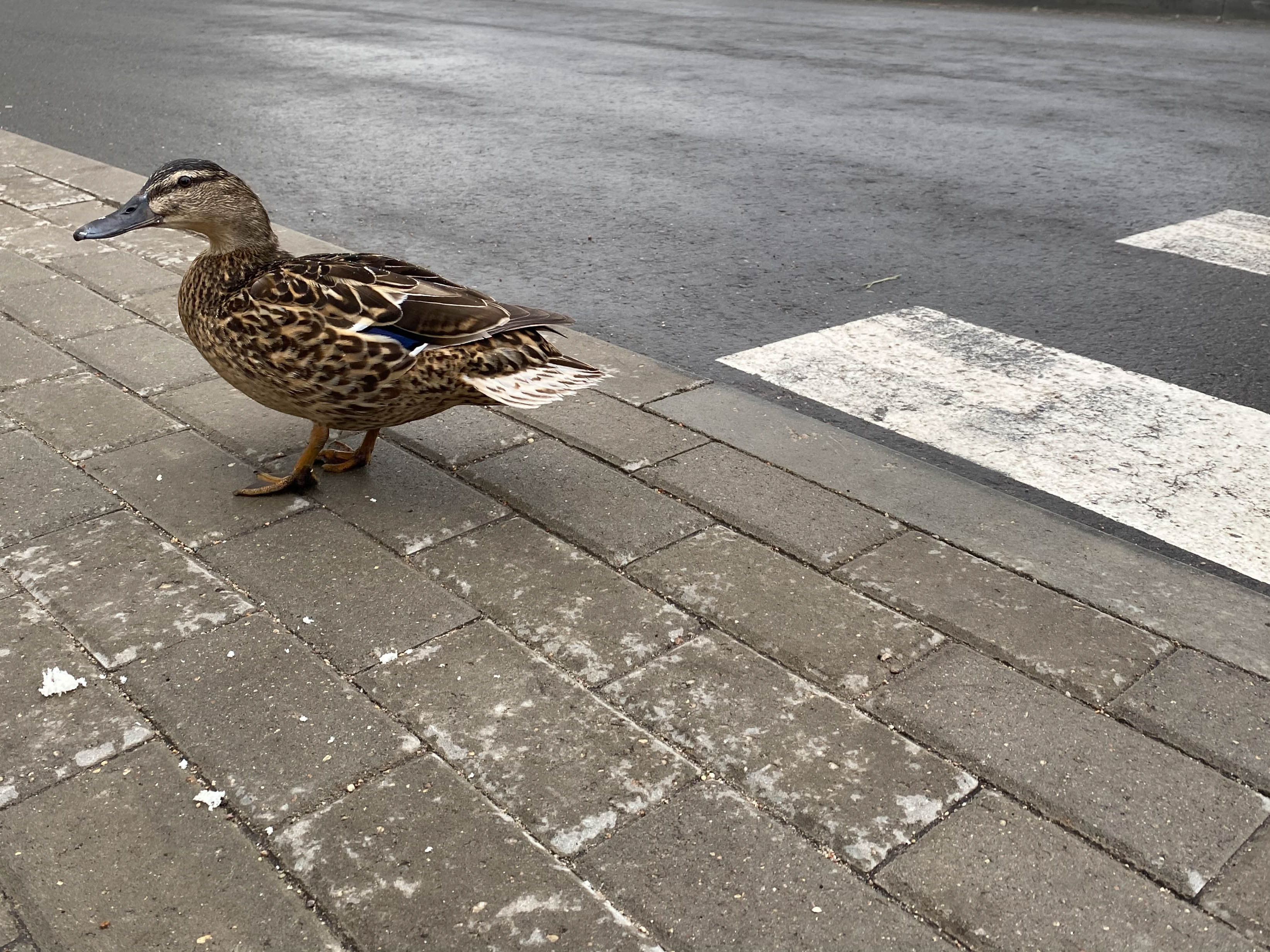 Video of Duck Running in New York City Marathon Sends Everyone Quackers