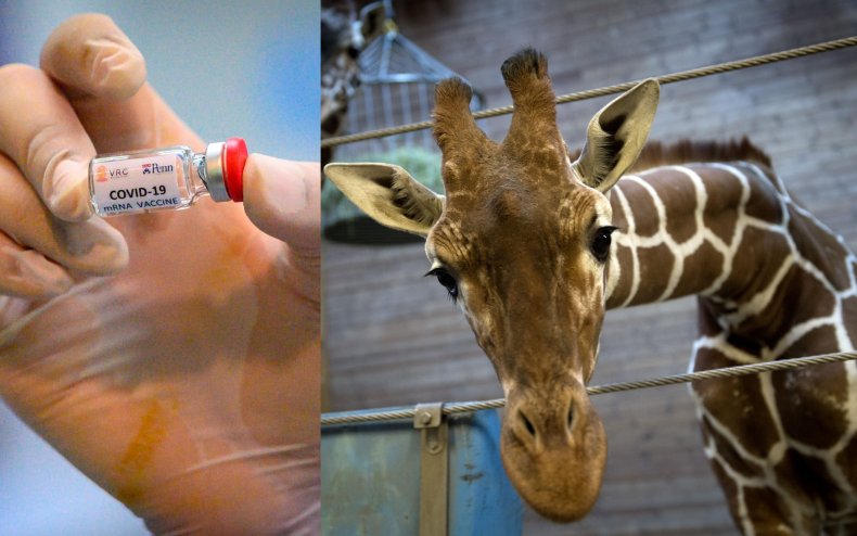 Giraffe and COVID vaccine