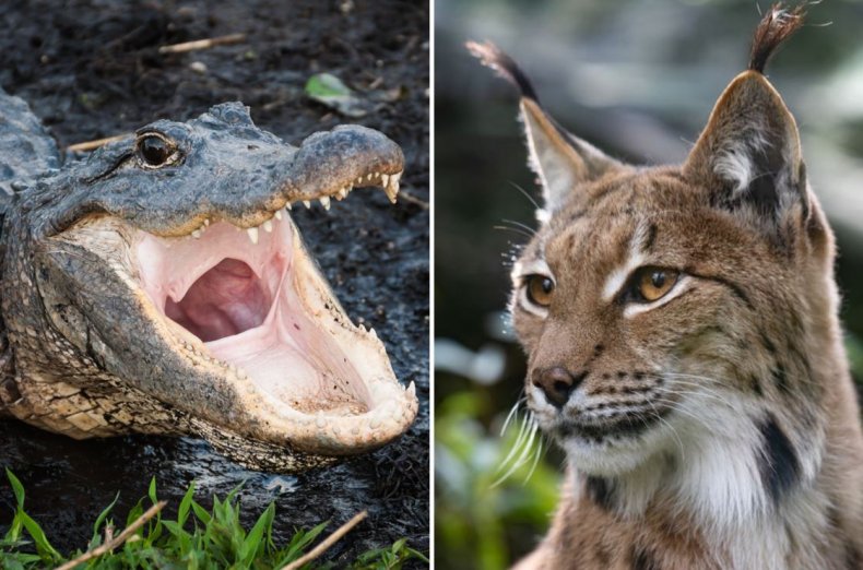 The two animals battled to the death
