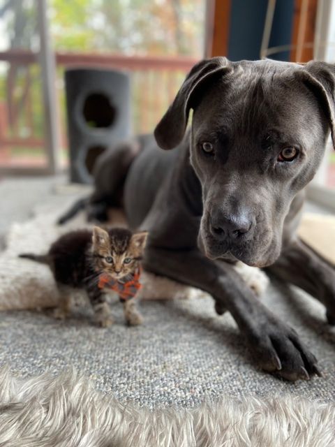 Cane corso with store cats