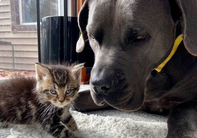 Cane corso with store cats