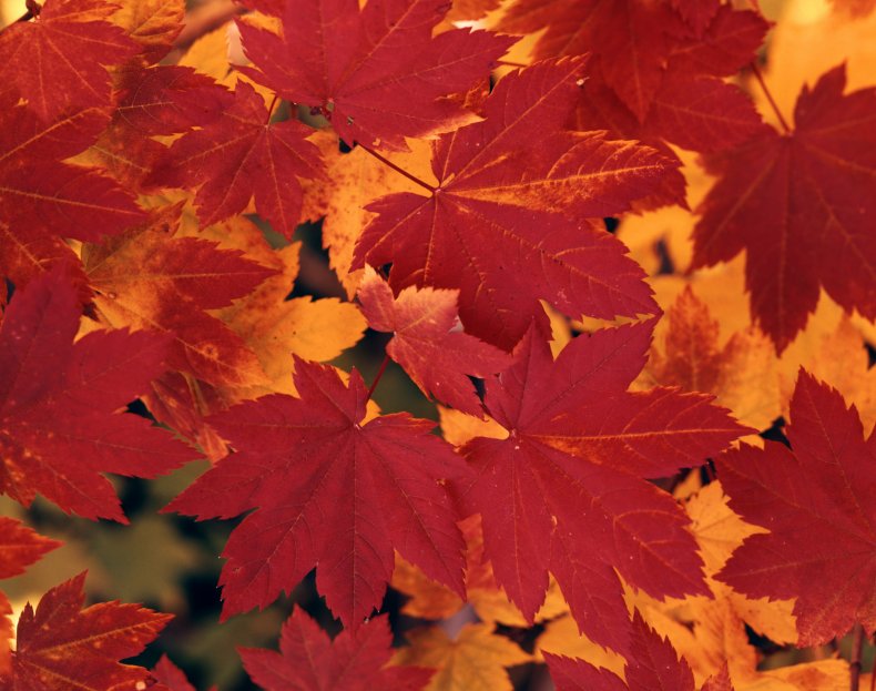 Fall leaves