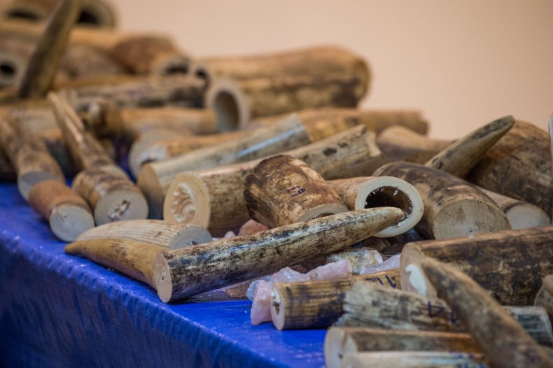 Ivory Smuggling Ring