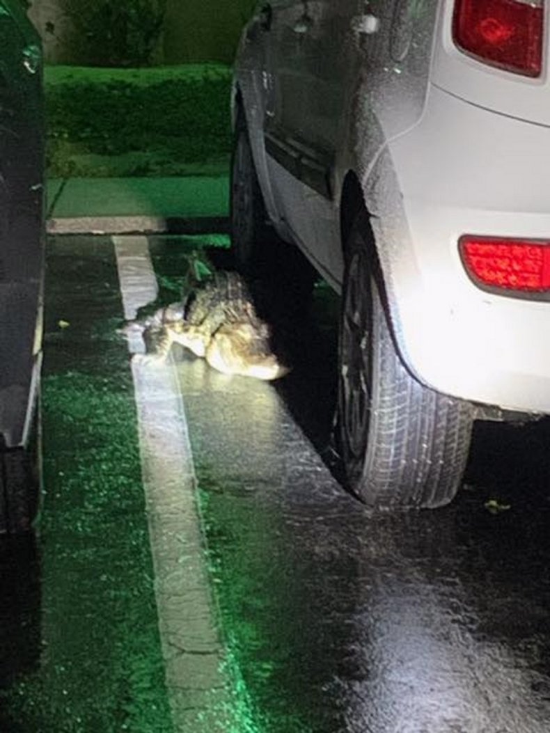 Collier County Sheriff's Office share gator snaps.