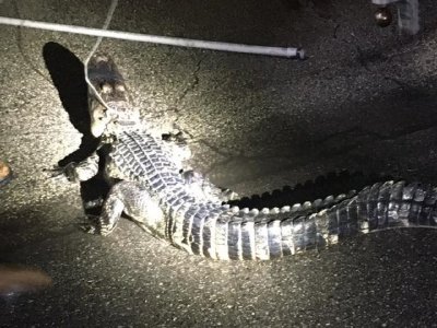 Collier County Sheriffs Office share gator snaps.